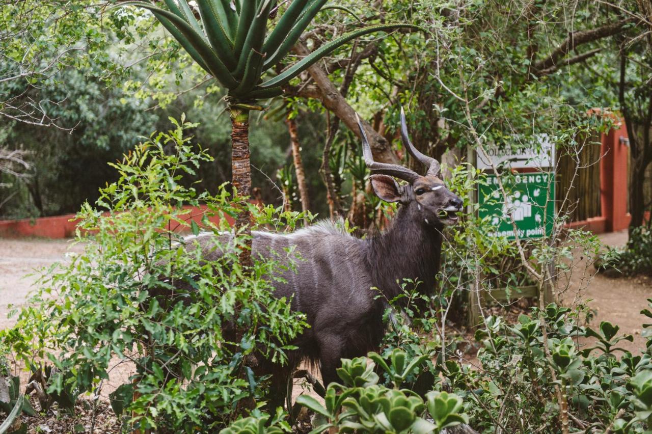 Hluhluwe River Lodge エクステリア 写真